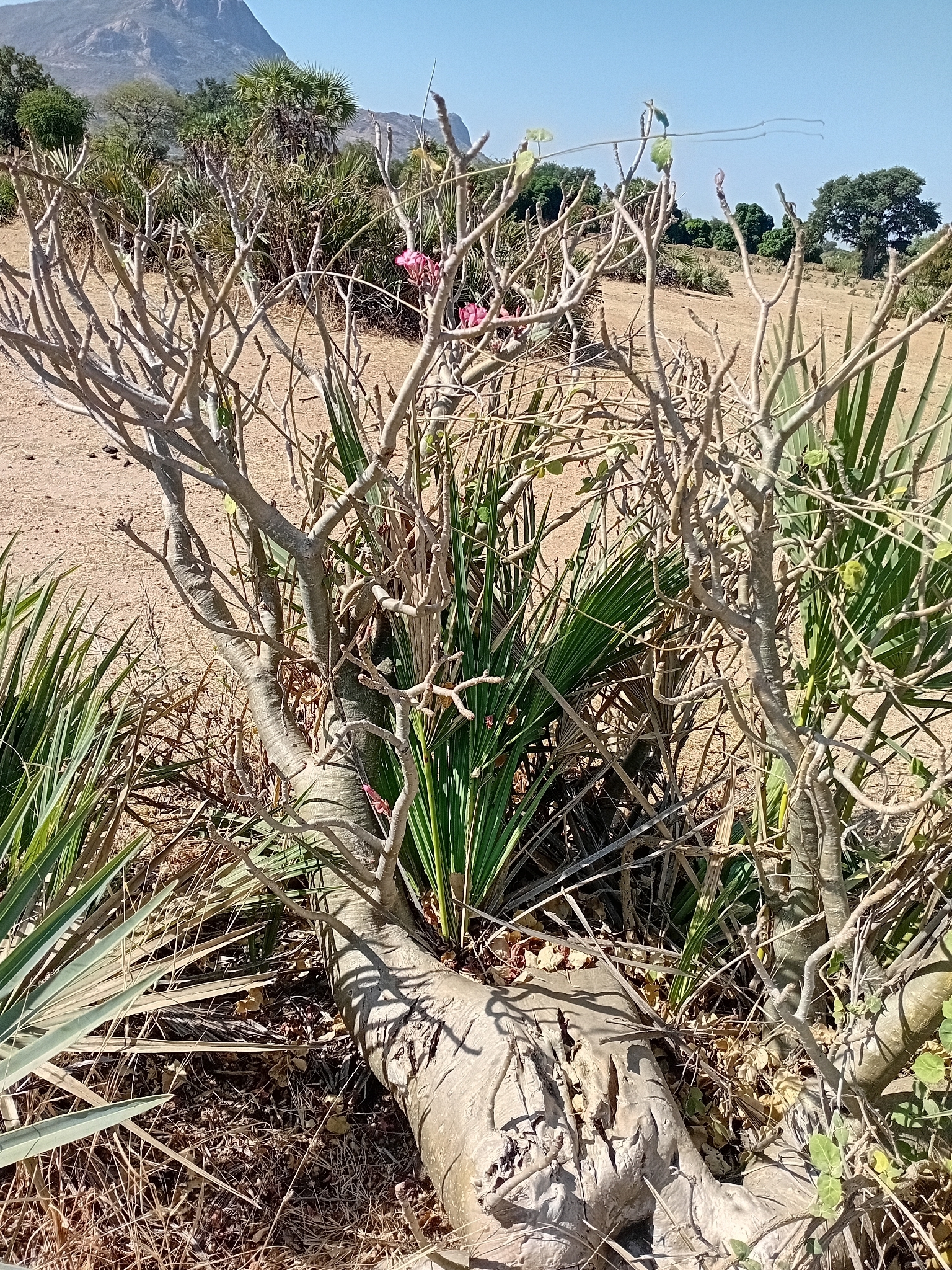 Desert Rose - Slide 3