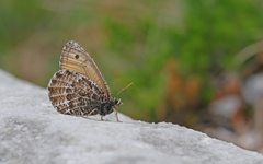 Oeneis glacialis