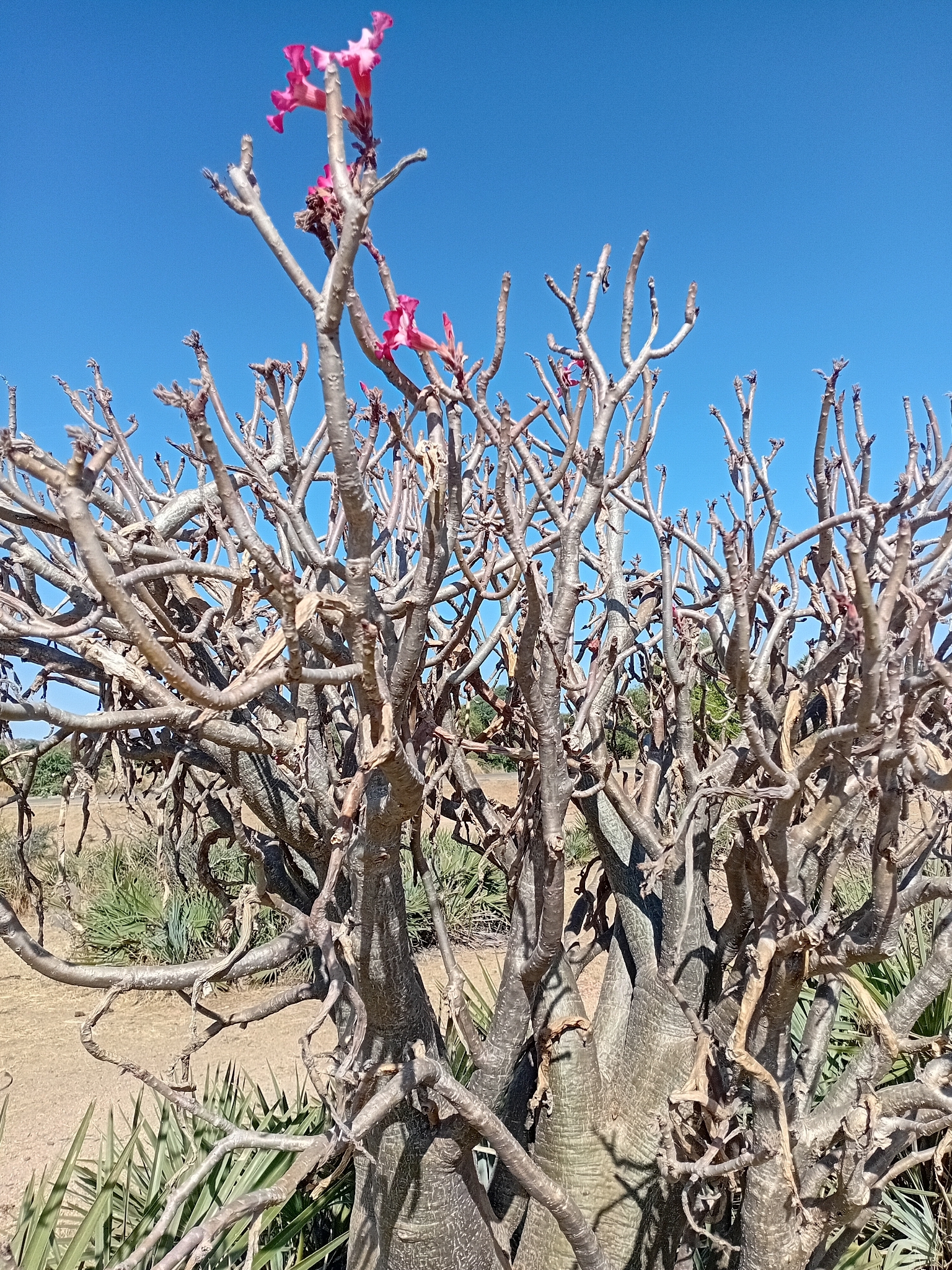 Desert Rose - Slide 6