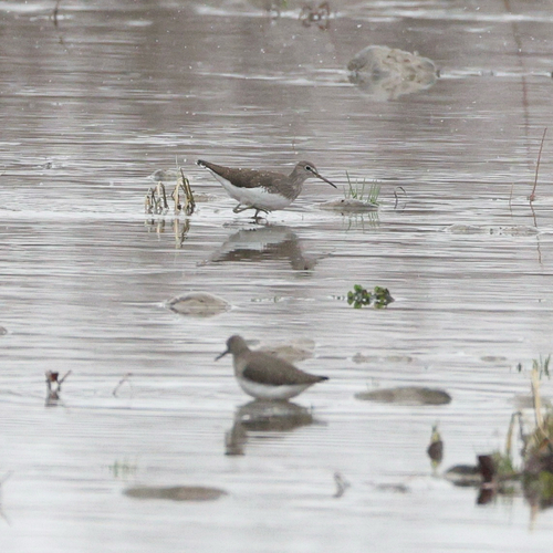 Green Sandpiper (Tringa ochropus), photo 7