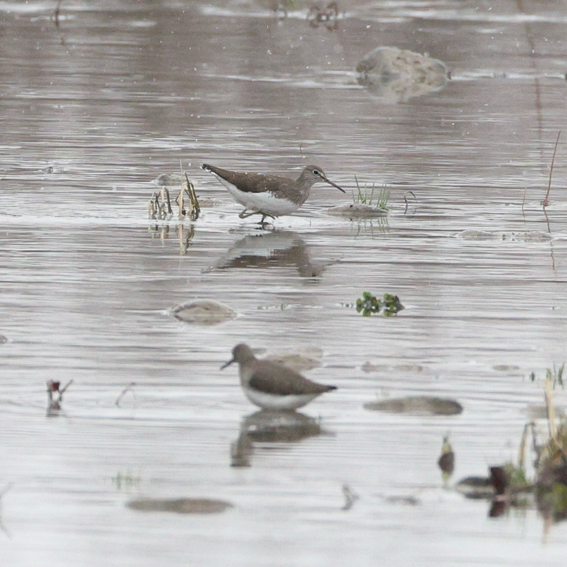 Green Sandpiper (Tringa ochropus), photo 8