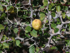 Jujube (Ziziphus)