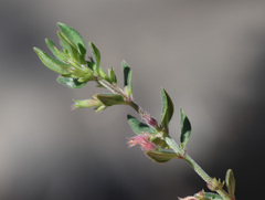 Mountain savory (Micromeria imbricata)