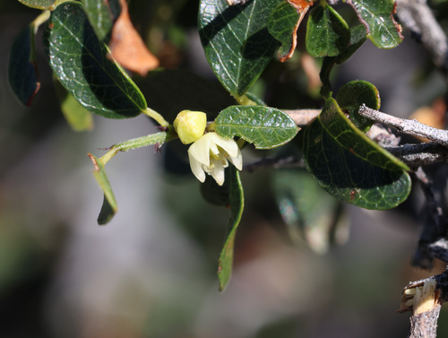 Sageretia thea, photograph 3