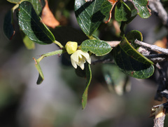 Sageretia thea, photograph (c) Joey Bom, some rights reserved (CC BY)