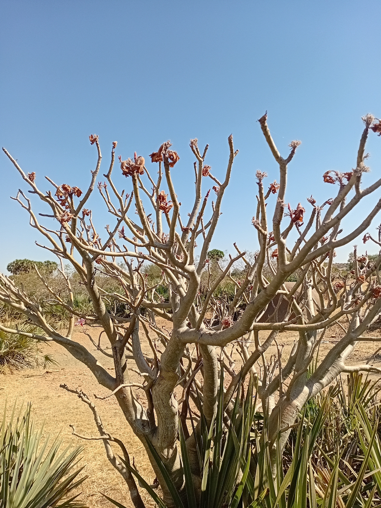 Desert Rose - Slide 5