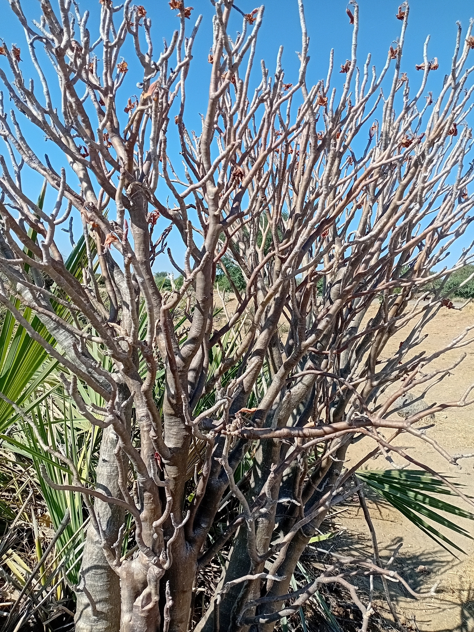 Desert Rose - Slide 4