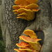 Laetiporus gilbertsonii - Photo (c) Jason Hollinger,  זכויות יוצרים חלקיות (CC BY)