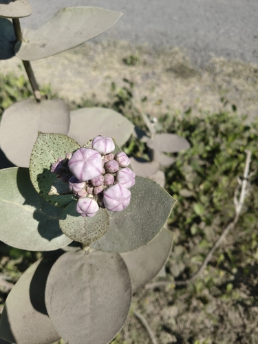giant milkweed