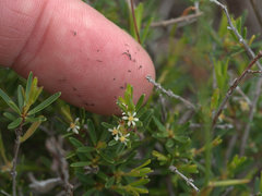 Pseudanthus orientalis