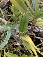 Cyrtorchis arcuata arcuata