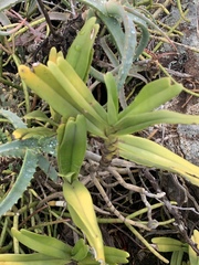 Cyrtorchis arcuata arcuata