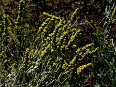 Manochlamys albicans