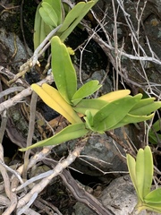 Cyrtorchis arcuata arcuata
