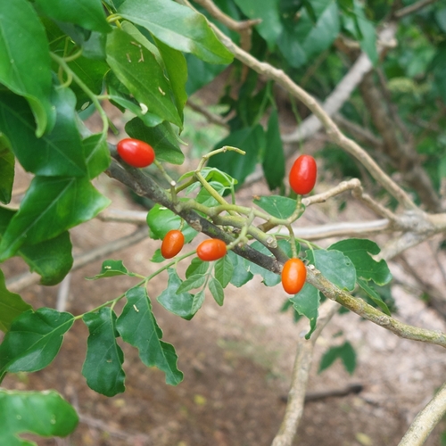 limeberry (Micromelum minutum)
