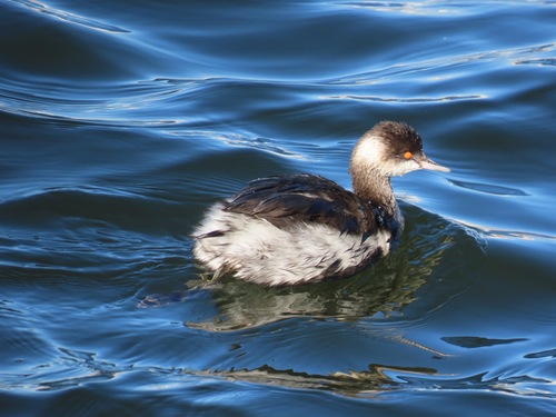 Black-necked Grebe (Podiceps nigricollis)