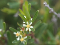 Pseudanthus orientalis