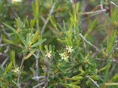 Pseudanthus orientalis