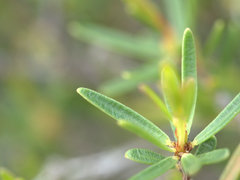 Pseudanthus orientalis