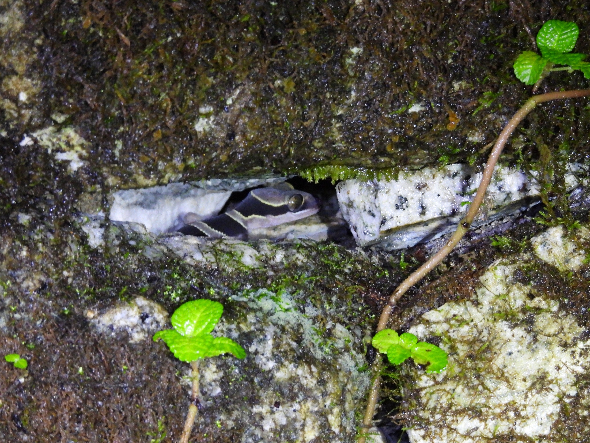 Southern Titiwangsa Bent-Toed Gecko photo 2