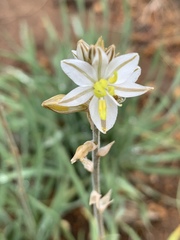 Chlorophytum transvaalense image