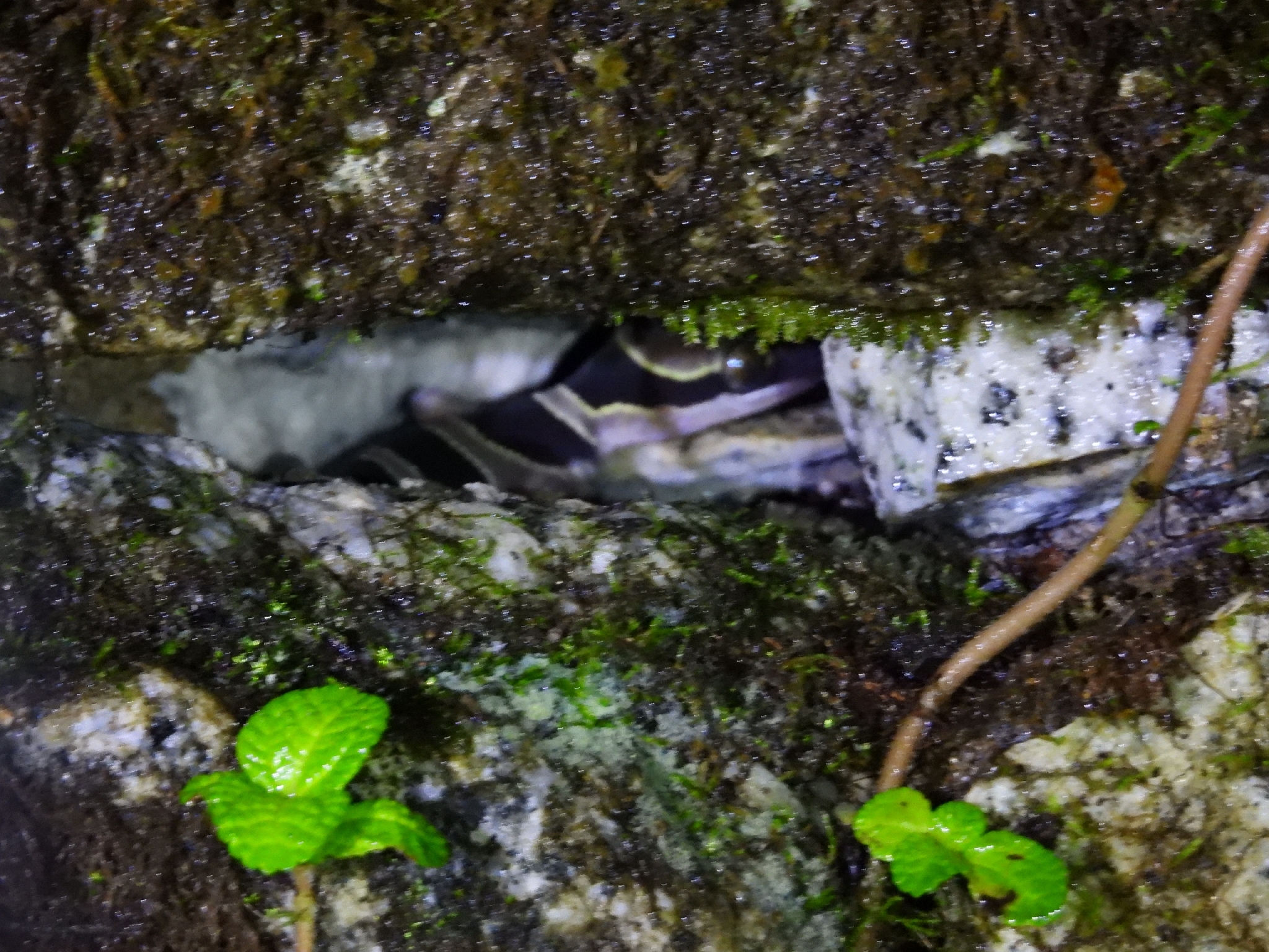 Southern Titiwangsa Bent-Toed Gecko photo 3