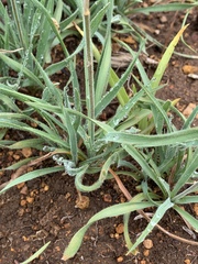 Chlorophytum transvaalense