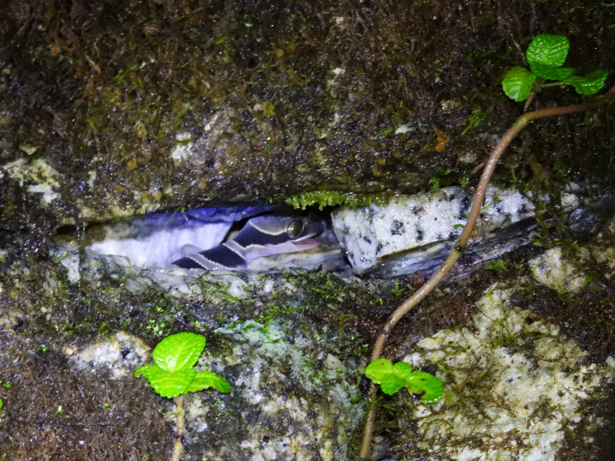 Southern Titiwangsa Bent-Toed Gecko photo 4