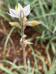 Chlorophytum transvaalense image