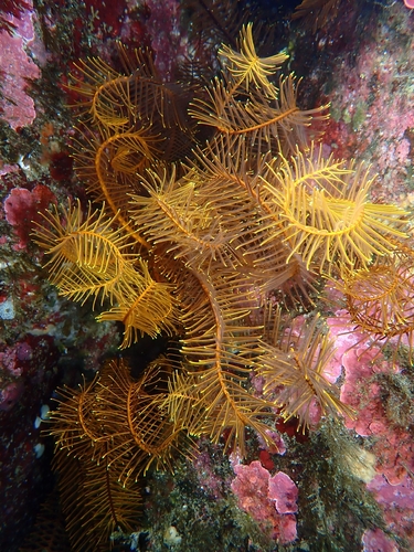 Feather Stars (Crinoids)