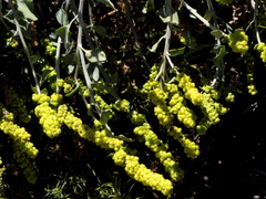 Manochlamys albicans