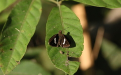 Notocrypta