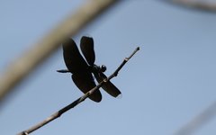 Rhyothemis plutonia