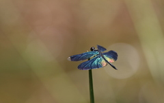 Rhyothemis plutonia