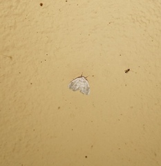 Niphopyralis