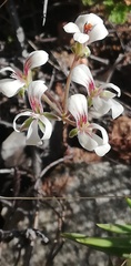 Pelargonium gracillimum