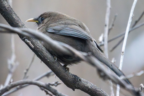 Plain Laughingthrush (Pterorhinus davidi), photo 3