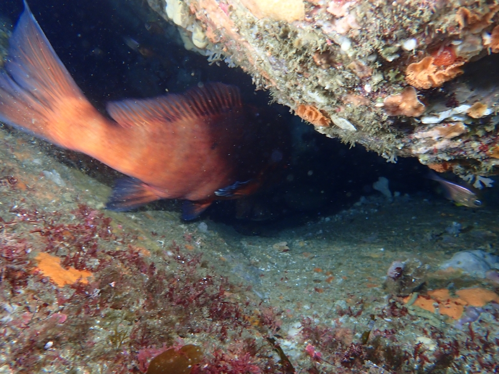 Banded morwong (Cheilodactylus spectabilis) — Cheilodactylidae