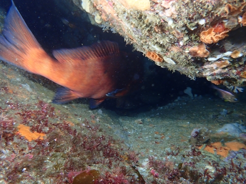 Banded morwong (Cheilodactylus spectabilis) — Cheilodactylidae