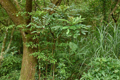 Meliosma rhoifolia