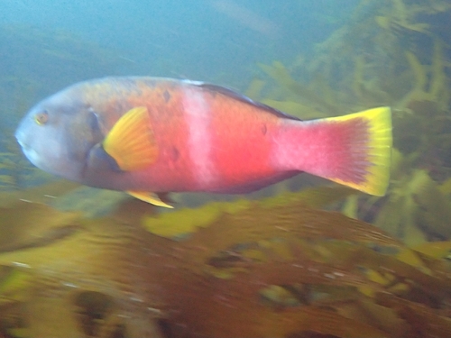 Bluehead (Notolabrus tetricus) — Labridae — 5