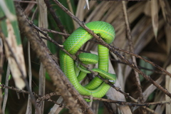 Trimeresurus vogeli