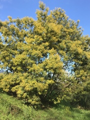 Acacia dealbata