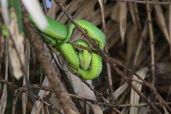 Trimeresurus vogeli