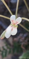 Pelargonium gracillimum