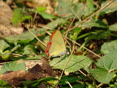 Heliophorus epicles