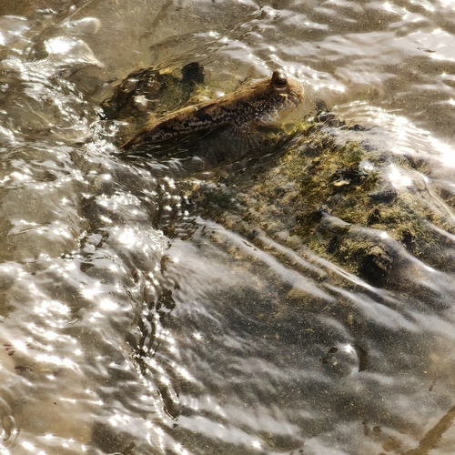 Gold-spotted mudskipper (Periophthalmus chrysospilos) — Gobiidae — 4