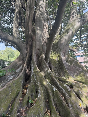 Foto de Figueira-estranguladora