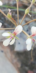 Pelargonium gracillimum