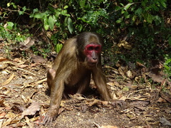 Macaca arctoides